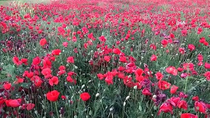 Les champs de coquelicots enchantent ceux qui voient