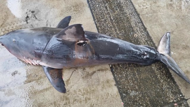 속초·양양 앞바다서 죽은 상어 잇따라 발견 / YTN