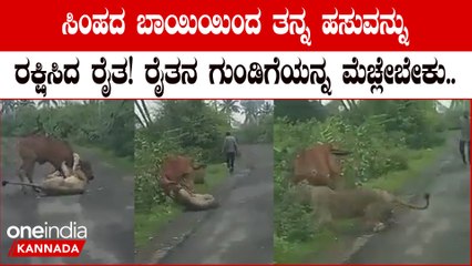 ಸಿಂಹದ ಆಹಾರವಾಗಬೇಕಾಗಿದ್ದ ತನ್ನ ಹಸುವನ್ನ ಧೈರ್ಯ ಮಾಡಿ ರಕ್ಷಿಸಿಕೊಂಡ ರೈತನ ವಿಡಿಯೋ ವೈರಲ್
