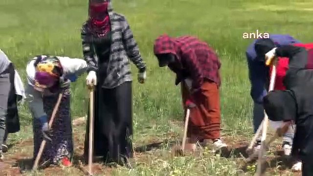 Kinder und Jugendliche von Saisonarbeitern in der Landwirtschaft arbeiten auf den Feldern, weit entfernt von ihren Träumen: „Ich konnte aus meiner Tochter ein Mädchen zur Schule machen.“ Er hat die Universität abgeschlossen, aber mit mir...