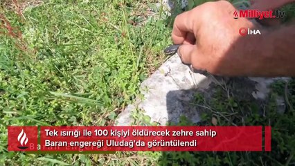 Mantar ararken zehirli Baran engereği buldu