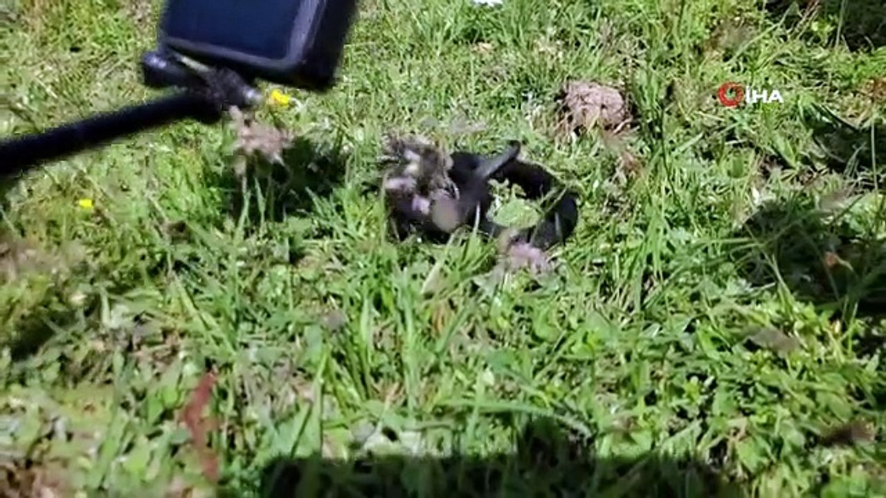 Giftige Baran-Viper bei Pilzsuche gefunden