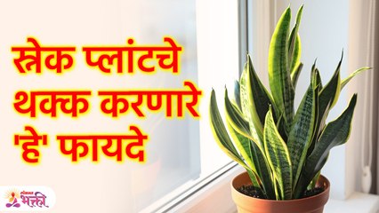 स्नेक प्लांटचे' कोणीही सांगणार 'हे' फायदे,अनुभव बघाच | Snake Plant Sope Upay | Marathi Tips | SG3
