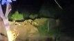 Video: पीलीभीत के माधौटांडा में बाघ की चहलकदमी से दहशत में आए लोग, हिम्मत कर राहगीरों ने बनाया वीडियो