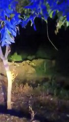 Video: पीलीभीत के माधौटांडा में बाघ की चहलकदमी से दहशत में आए लोग, हिम्मत कर राहगीरों ने बनाया वीडियो