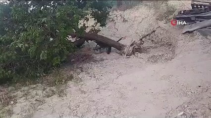 Tempête d'arbres déracinés à Elazig