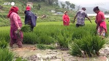 Il Nepal festeggia il National Paddy Day, inizia la stagione della semina del riso