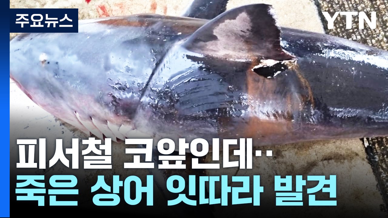 본격 피서철 코앞인데...동해안에서 죽은 상어 잇따라 발견 / YTN
