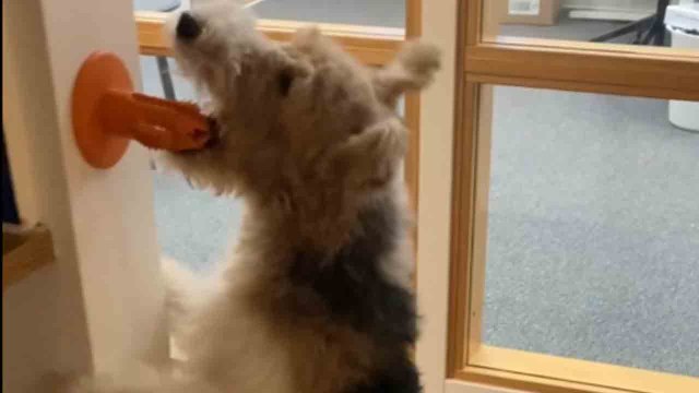 'Air Chappie' - Dog unlocks 'flying' ability while playing with his cactus toy