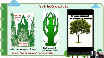 Sinh 11 - Bài 34 Sinh trưởng ở thực vật