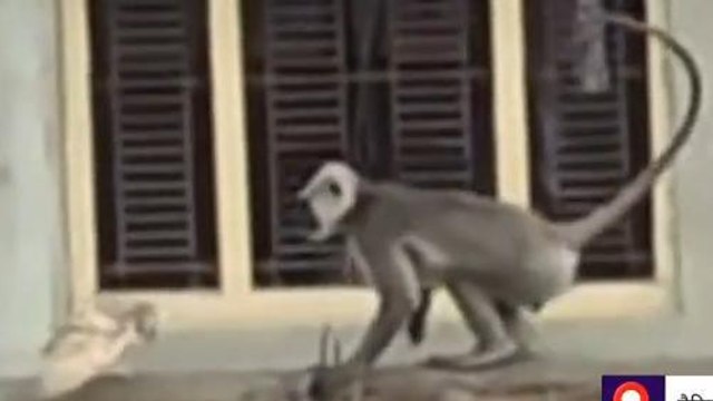 जब शरारती बंदर से भिड़ गया उल्लू, विडियो देख हैरान रह जाएंगे