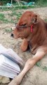 Funny Cow | Cow feels sleepy after seeing book | Beautiful cow | Eid Ul Azha entertainment | Student cow