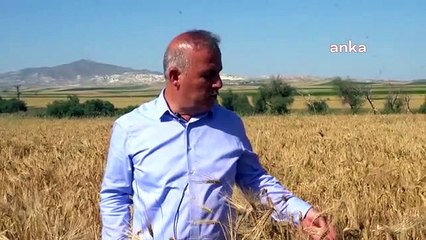 Weizenbasis angekündigt, aber Händler kaufen darunter