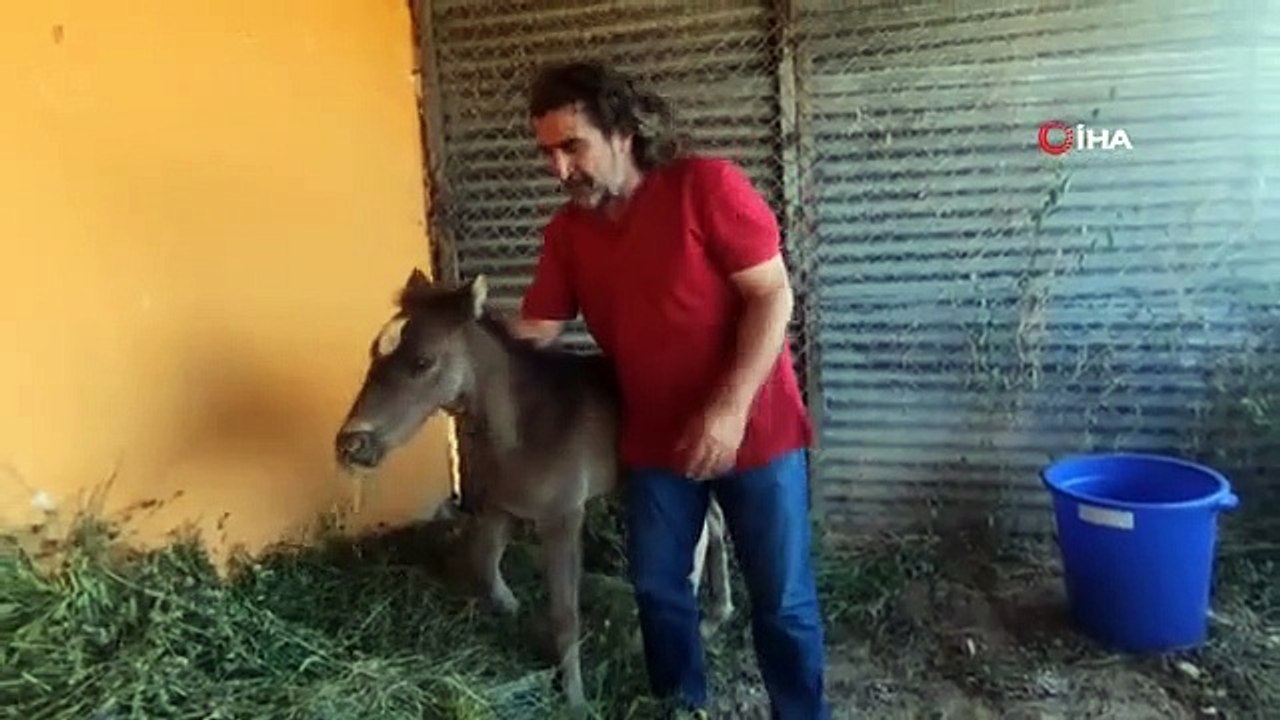 Der von seinem Besitzer mit einem gebrochenen Bein in Van ausgesetzte Hengst wurde behandelt