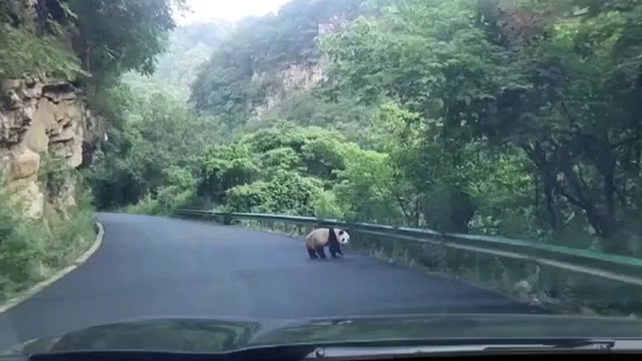 Wilder Panda auf der Straße im chinesischen Qinling-Gebirge gesichtet