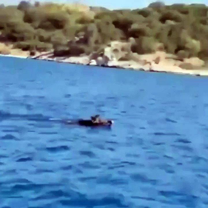 Bodrum’da domuz denize girdi