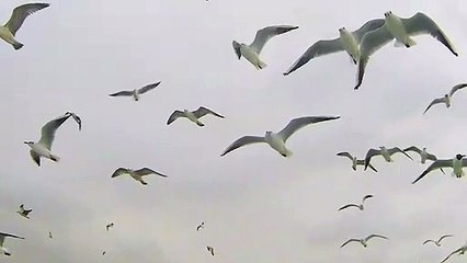 pexels-poolside-creative