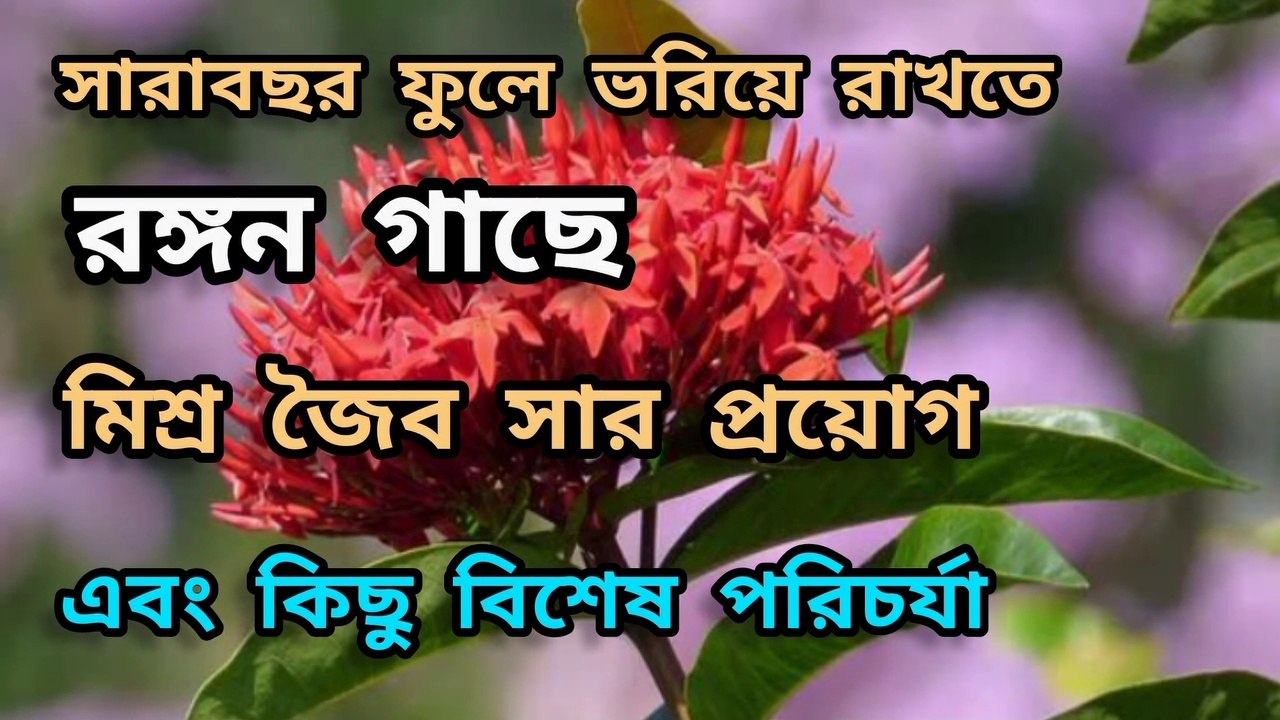 সারাবছর ফুল পেতে রঙ্গন গাছে সার প্রয়োগ এবং পরিচর্যা । Ixora Plant care ।  Rongon flower care