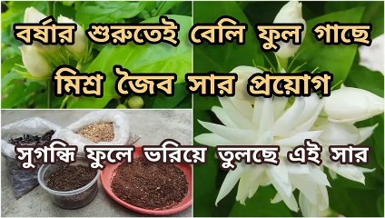 টবে বেলি ফুল গাছে সার প্রয়োগ এবং সামগ্রিক কিছু পরিচর্যা ।।  Mogra Jasmine