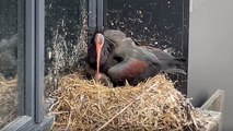 Swiss northern bald ibis chicks born in wild for first time in 400 years