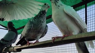 Madrasi Breed Pigeons Setup