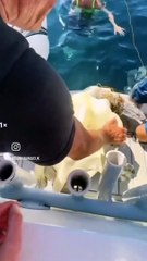 Friends Rescue Turtle Tangled in Net