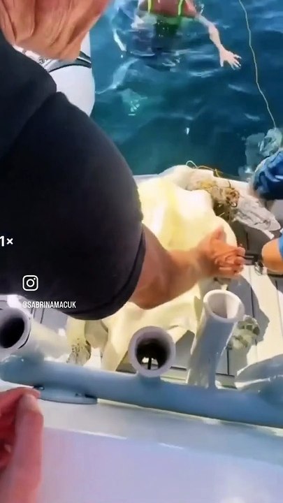 Friends Rescue Turtle Tangled in Net