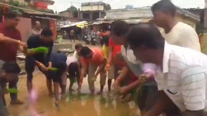 अररिया: यहां सड़क पर रोप दी धान की फसल, जानें किस बात से नाराज हैं ग्रामीण