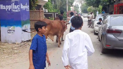COW QURBANI 2023 | BAKRA QURBANI 2023 | BAKRA EID VLOG | QURBANI 2023 | HEAVY BULL QURBANI