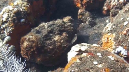 'Migrating Rocks' - Diver captures STUNNING sight of venomous stonefish casually moving underwater