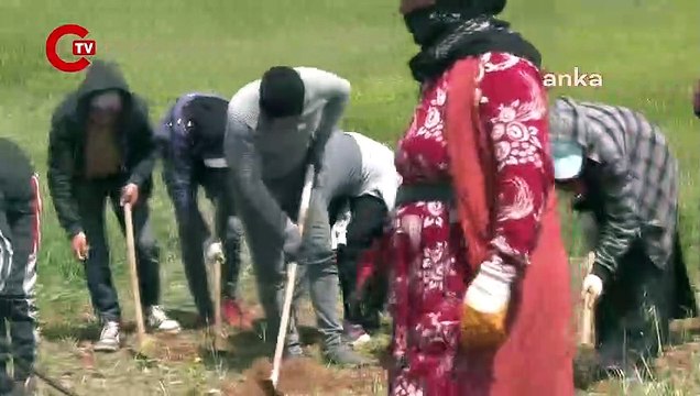 Mevsimlik tarım işçisi çocuklar tarlalarda: 'Ekonomik sıkıntılardan okula gönderemedim...'