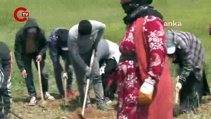 Mevsimlik tarım işçisi çocuklar tarlalarda: 'Ekonomik sıkıntılardan okula gönderemedim...'
