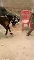 Angry Cow 2 | Cow bhag gai | Prince Musab