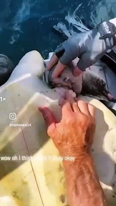 Friends Rescue Turtle Tangled in Net
