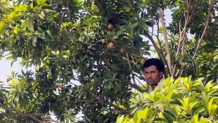 चीकू की बागवानी से कमा रहे दो गुना मुनाफा