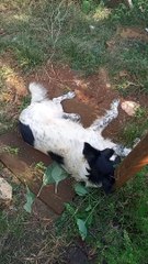 Minha  border   collie   