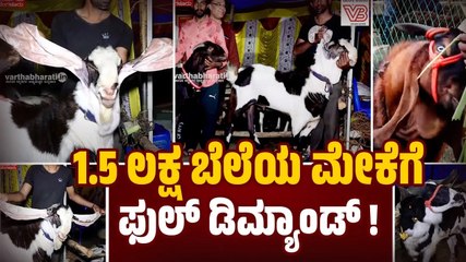 "ಬಕ್ರೀದ್ ಹಬ್ಬ ಬಂದ್ರೆ, ಕುರಿಗೆ ರೇಟ್ ಜಾಸ್ತಿಯಾಗುತ್ತೆ.." | A goat worth 1.5 lakhs | Bengaluru