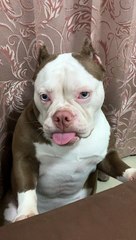 Dog Has a Cute Way of Sticking Out Its Tongue