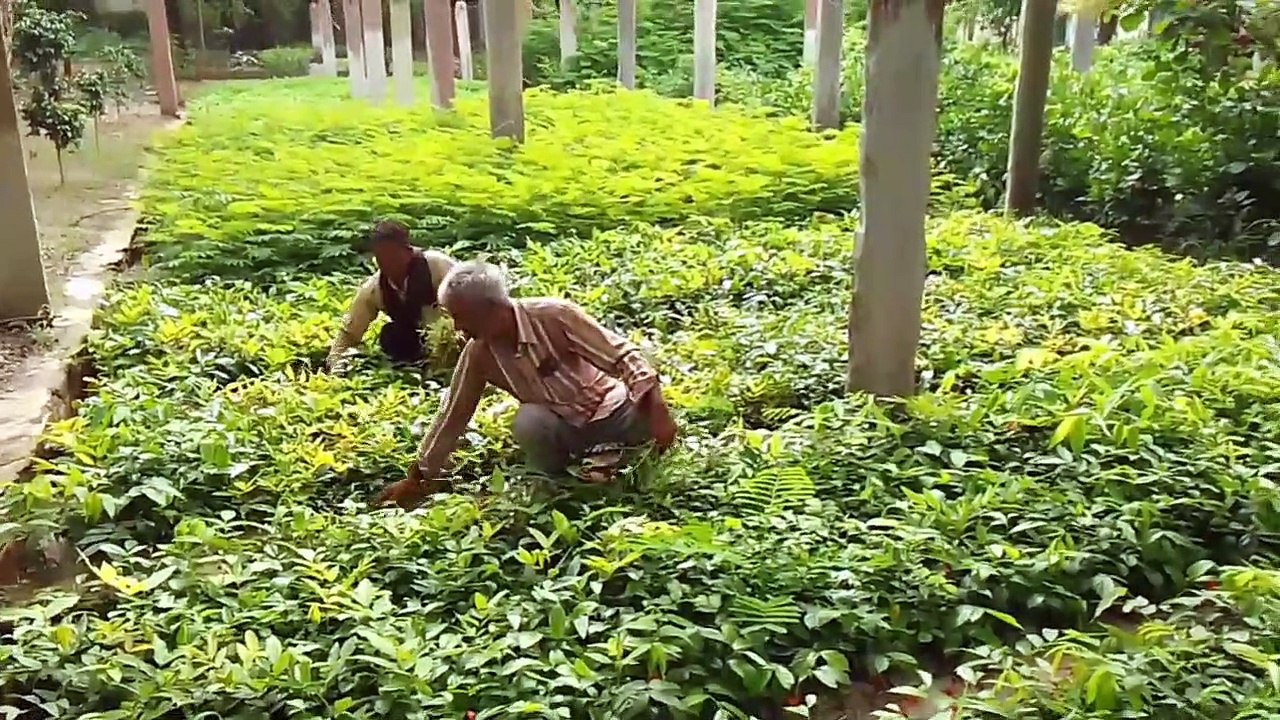 एक क्लिक पर मनपसंद पौधा,  प्रदेश में लगेंगे पांच करोड़ पौधे