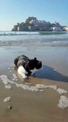 Cat Chills Out On the Beach