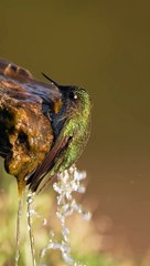 Hummingbird Takes A Bath