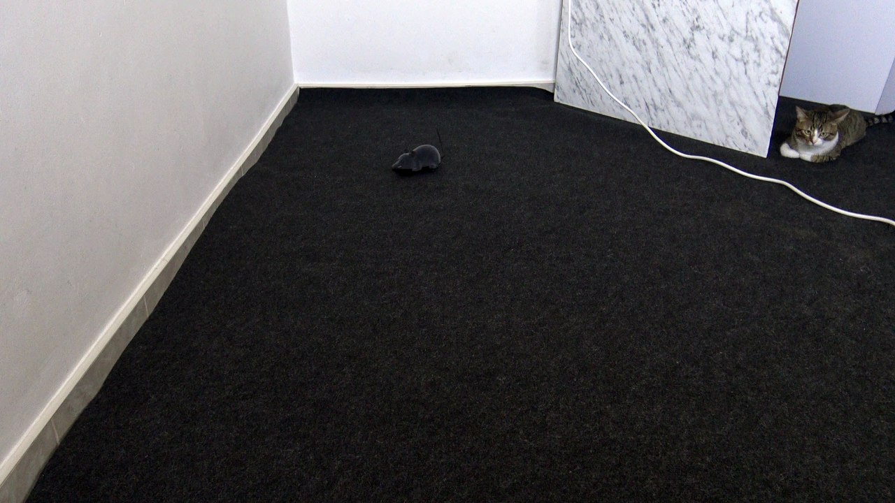 Funny Cat Does not Know How to React to Toy Mouse (1)