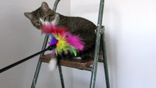 Funny Cat Plays on a Ladder (2)