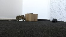 Funny Cat Reaction to a Toy Mouse