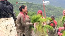 شاهد: طين وغناء ورقص في حقول طينية موحلة.. طريقة نيبال للاحتفال بمهرجان الأرز السنوي