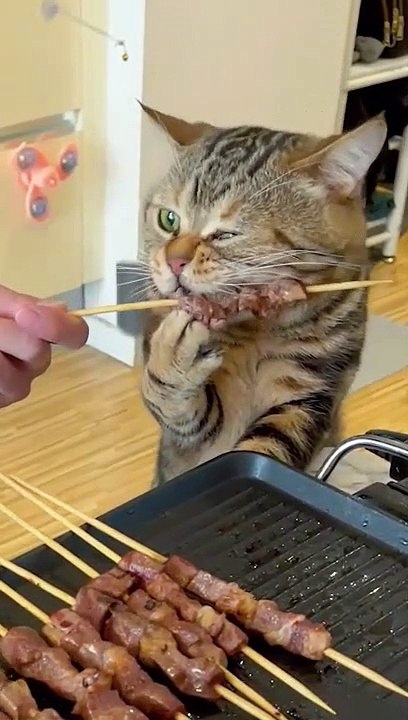 cat Cutest thing you'll see today