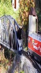 cat Cutest thing you'll see today