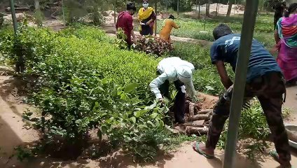 वन विभाग ने शुरू किया पौध वितरण, उमड़ी भीड़