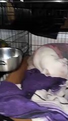 Un chien qui ronfle bruyamment irrite sa sœur endormie