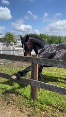 Horse Practices Yoga On Fence